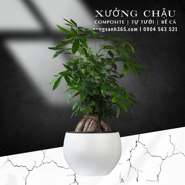 Chậu composite cao cấp Thanh Xuân