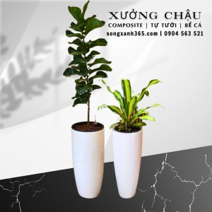 Chậu composite Phú Quý