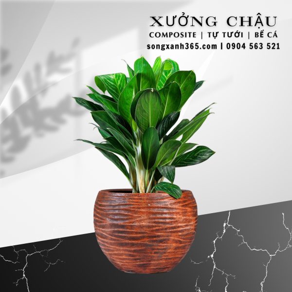 Chậu trồng cây composite cao cấp an khang