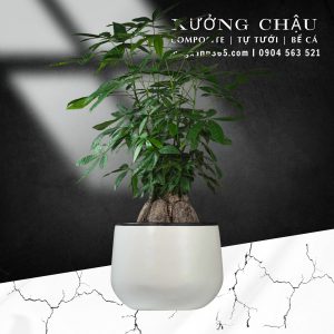 Chậu trồng cây composite vĩnh lộc