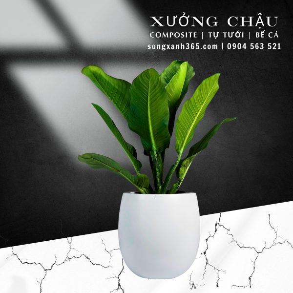 chậu composite cao cấp kim khánh