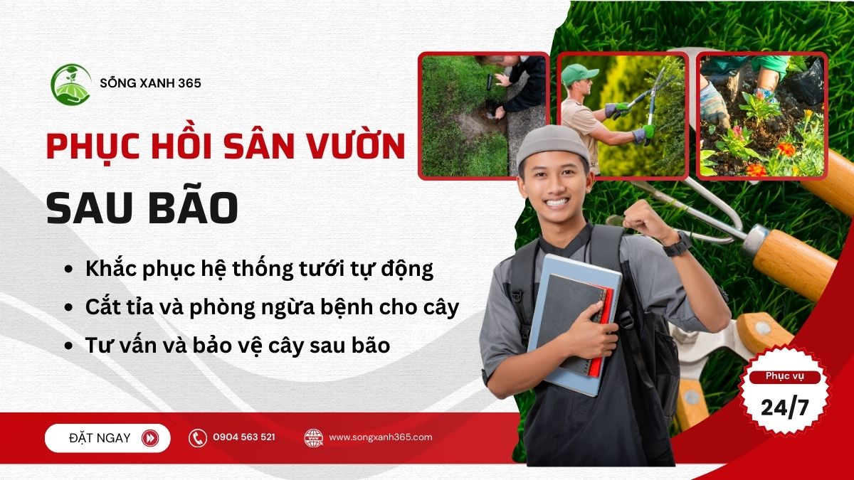 Phục hồi sân vườn sau bão