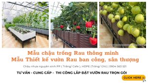 bộ sưu tập chậu ghép trồng rau thông minh