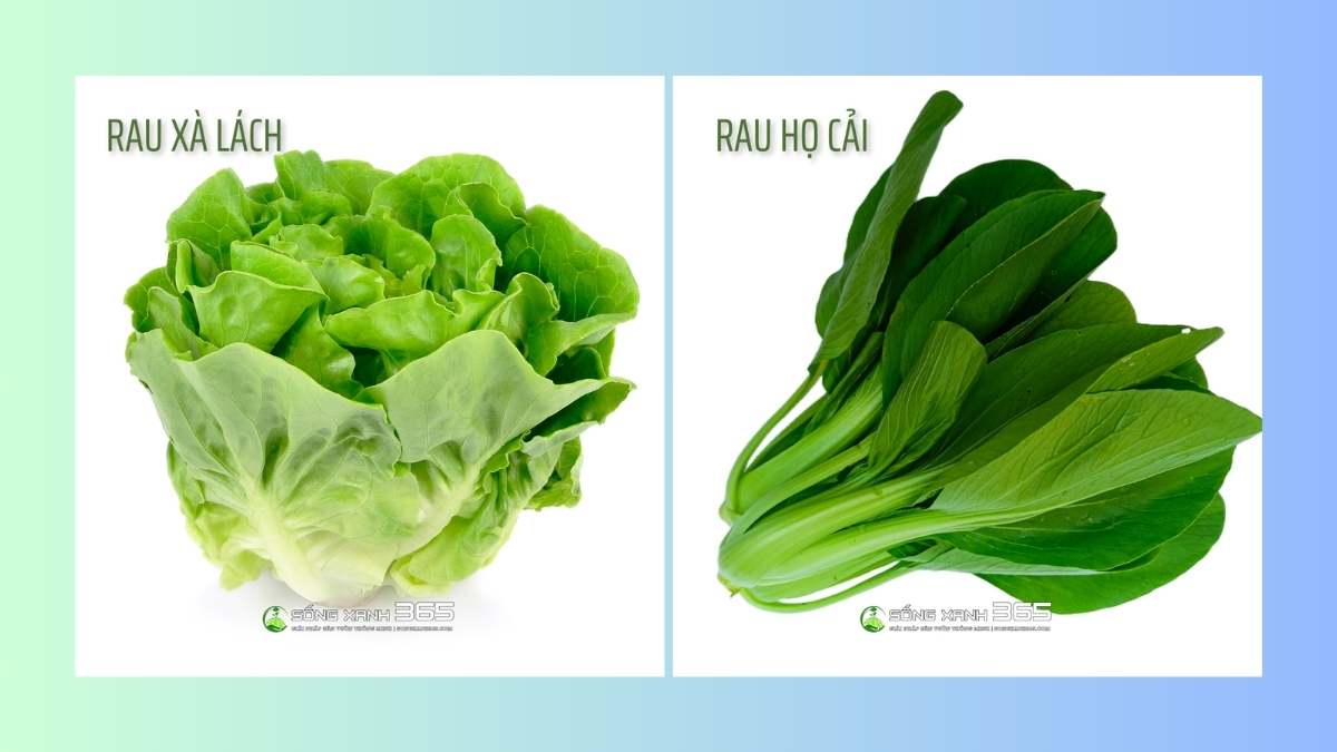 Các Loại Rau Trồng Trên Sân Thượng | Sống xanh 365