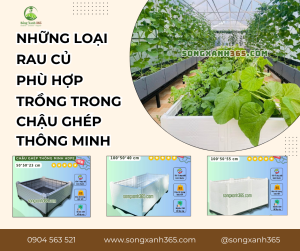 Những loại rau củ quả phù hợp trồng trong chậu ghép trồng rau thông minh