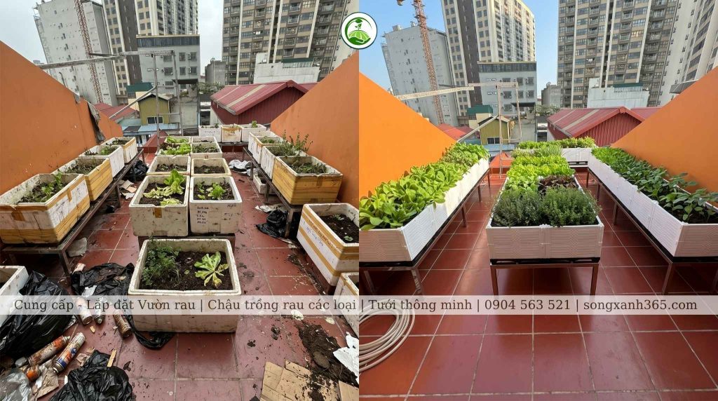 sai lam khi tu lam vuon rau san thuong