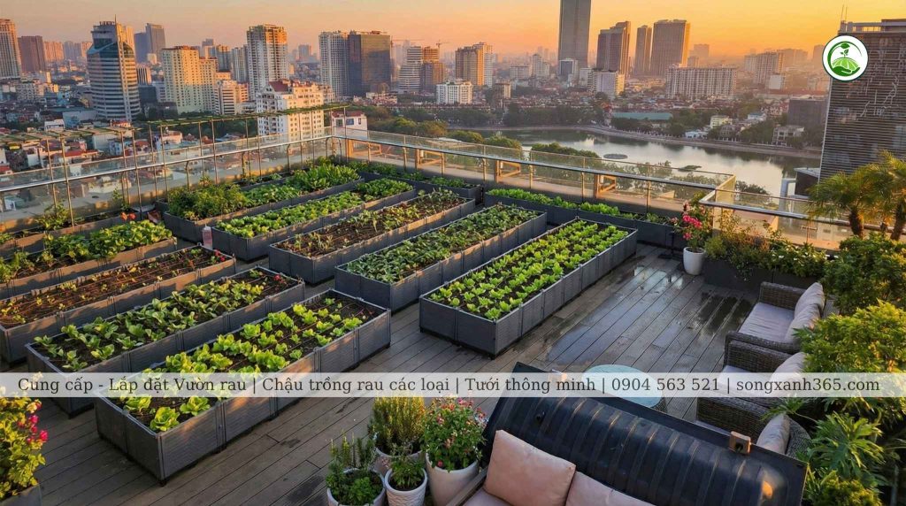 thi cong vuon rau san thuong ha noi